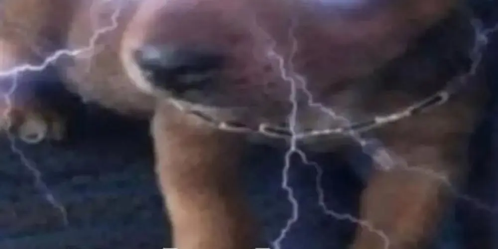 Imagem do grupo de WhatsApp Nigthmare