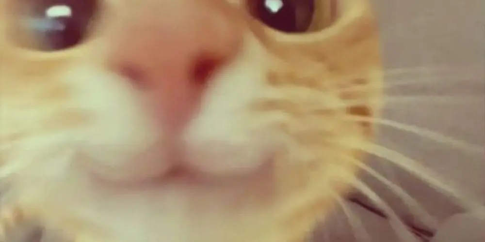 Imagem do grupo de WhatsApp ninfas