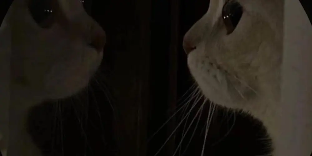 Imagem do grupo de WhatsApp NISEKOI