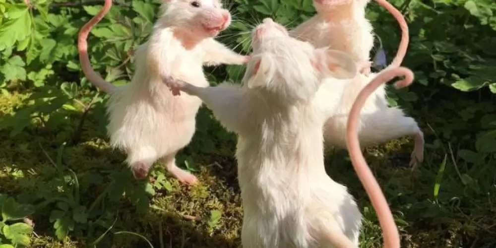 Imagem do grupo de WhatsApp Nmr ou amz, família dos ratinhos 🙃🫶🏻❤️‍🩹