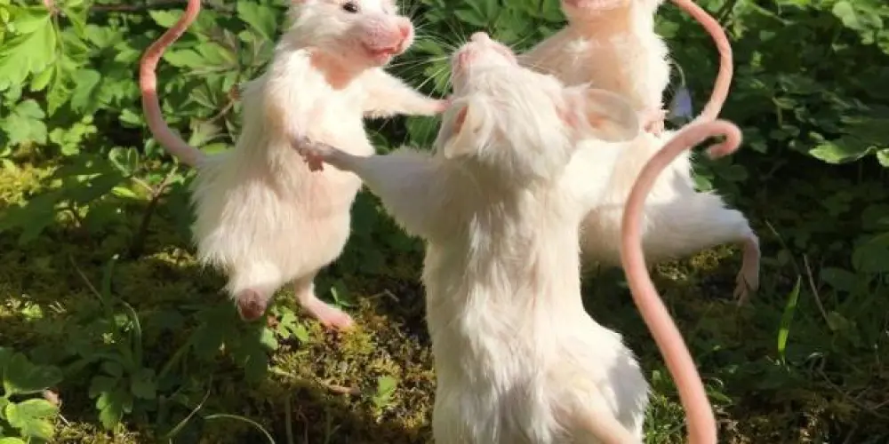 Imagem do grupo de WhatsApp Nmr ou amz, família dos ratinhos 🙃🫶🏻❤️‍🩹