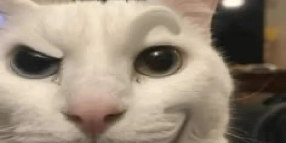 Imagem do grupo de WhatsApp No Users 🍷