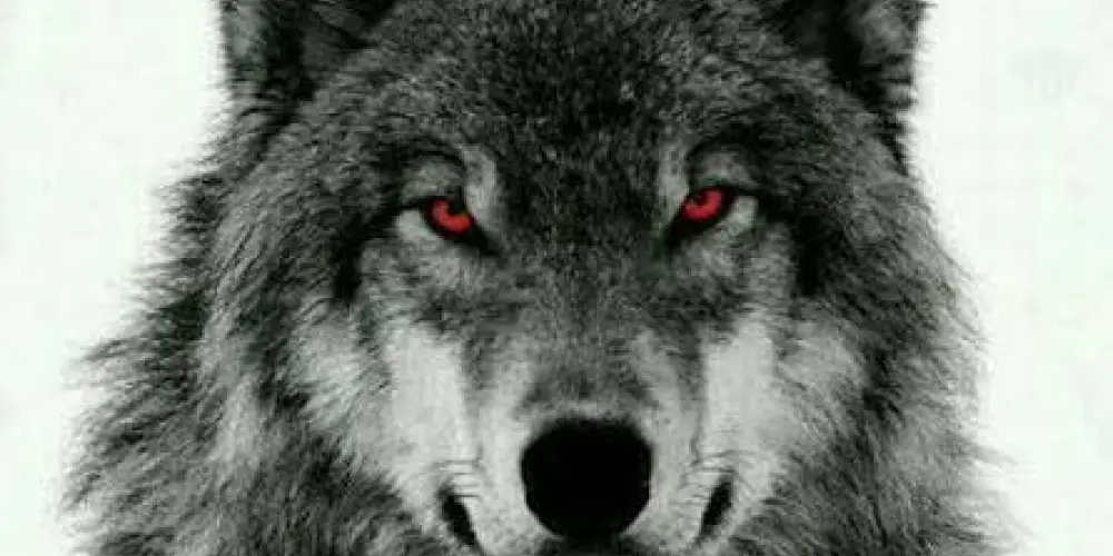 Imagem do grupo de WhatsApp NOFAP Hardmode no pain no gain 🔥🍷🕊️