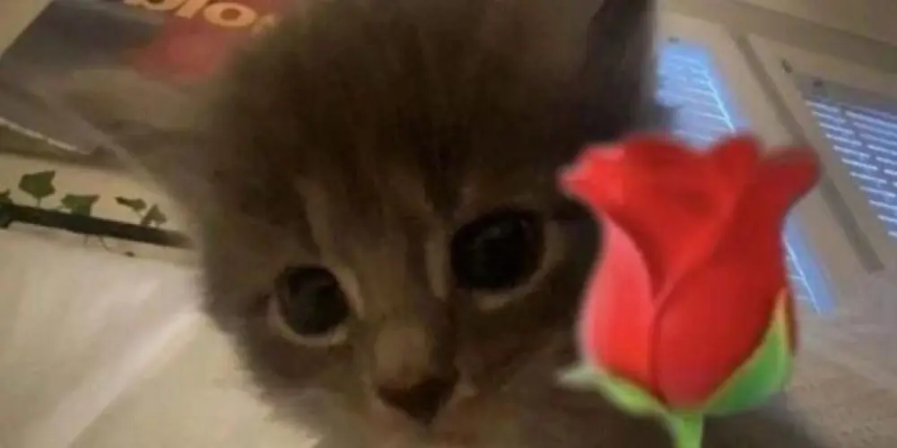 Imagem do grupo de WhatsApp NOIS É 🔝