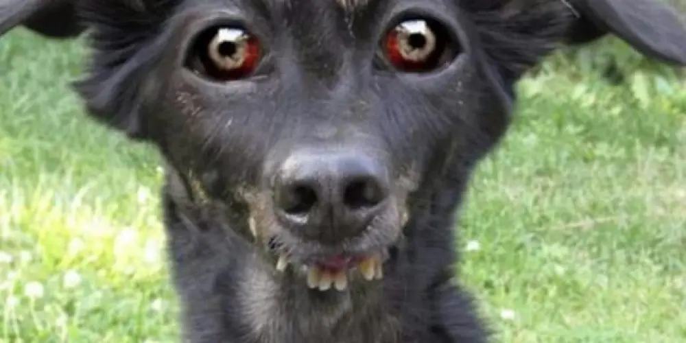 Imagem do grupo de WhatsApp NOIS MRM🇧🇷