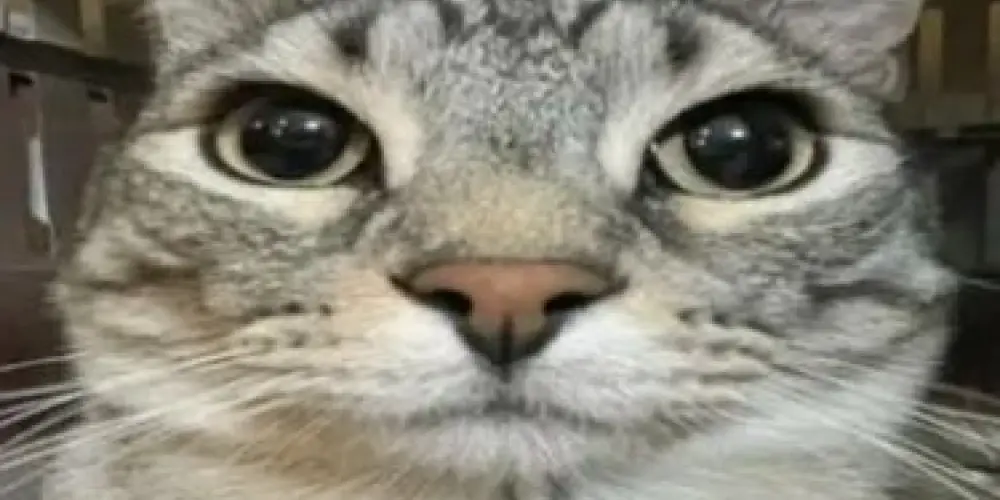 Imagem do grupo de WhatsApp Nômades Digitais