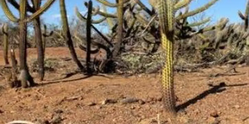 Imagem do grupo de WhatsApp NORDESTE AMIZADE OU NAMORO!😁🍂