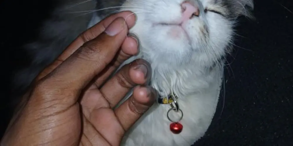 Imagem do grupo de WhatsApp Notificações sem fim erro 404