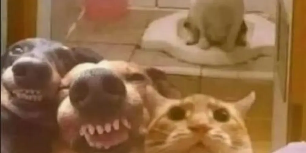 Imagem do grupo de WhatsApp notificações sem fim zona dos amigos