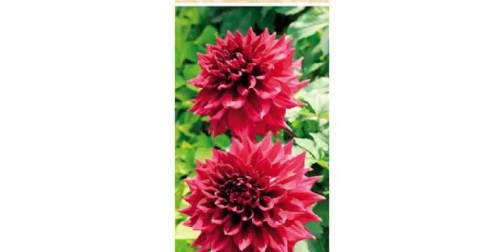 Imagem do grupo de WhatsApp Novas amizades 2024