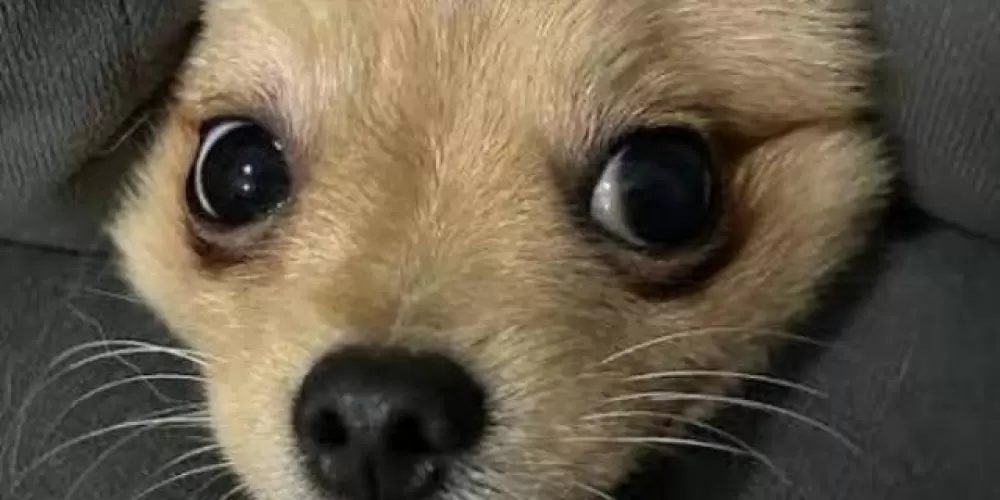 Imagem do grupo de WhatsApp Novas Amizades