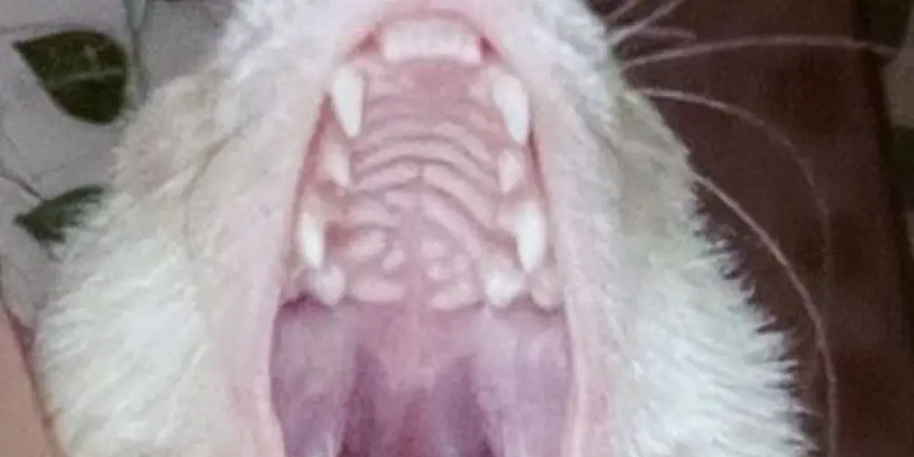 Imagem do grupo de WhatsApp Novas amizades