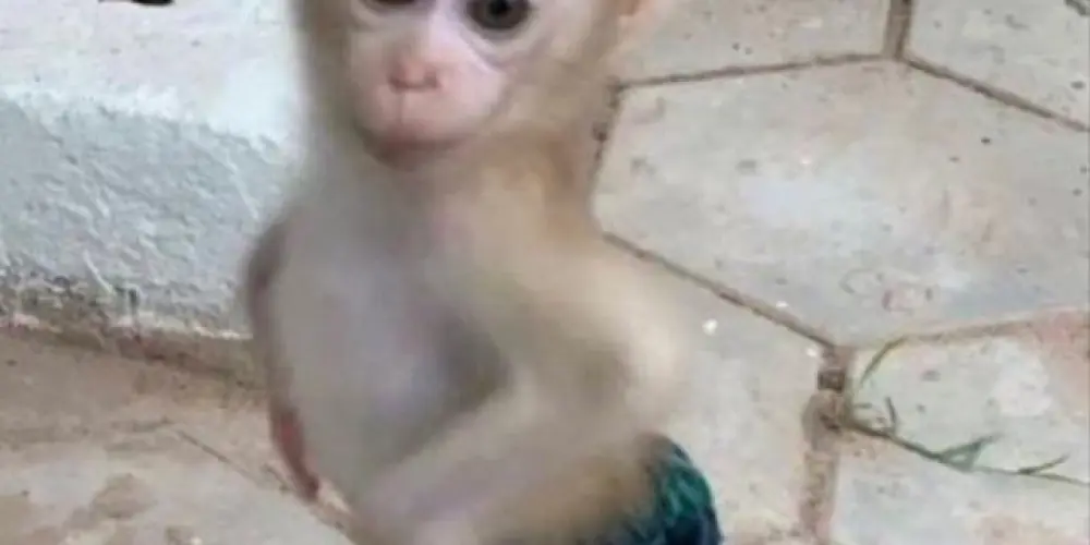 Imagem do grupo de WhatsApp {novas amizades}