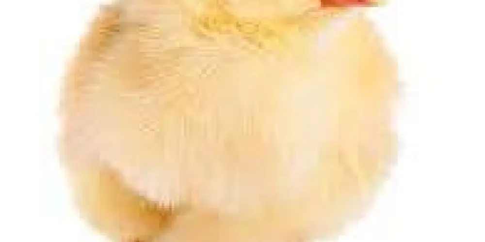 Imagem do grupo de WhatsApp - Novas Amizades