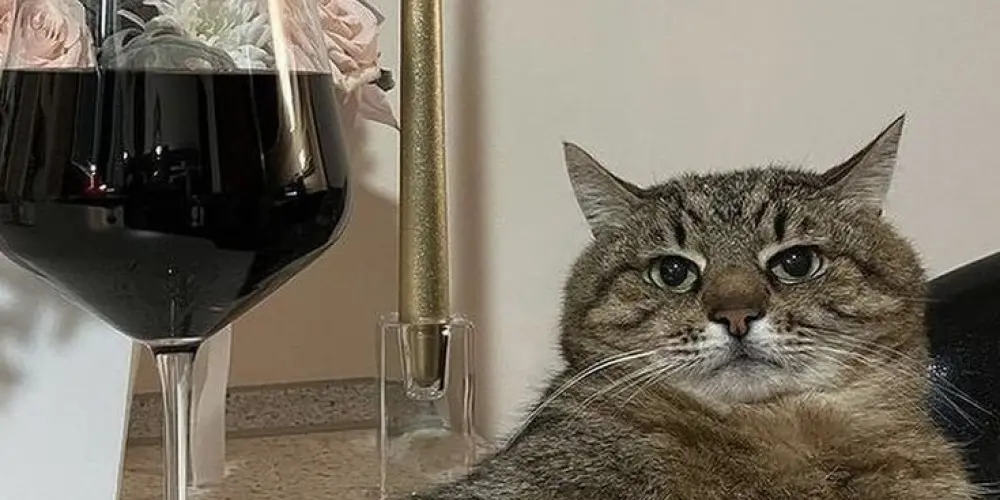 Imagem do grupo de WhatsApp Novas amizades💜🖖