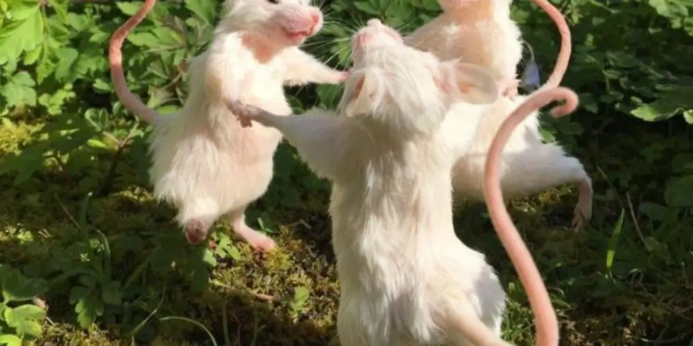 Imagem do grupo de WhatsApp Novas amizades