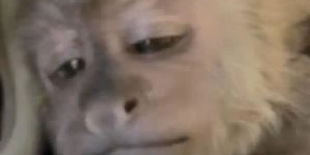 Imagem do grupo de WhatsApp NOVAS AMIZADES 🫡