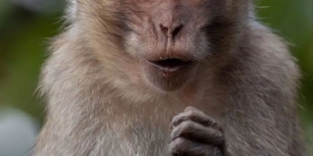 Imagem do grupo de WhatsApp NOVO GRUPO IMITANDO MACACOS🐒🤣