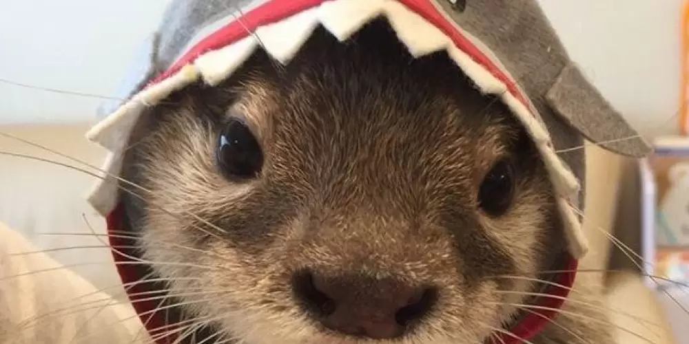 Imagem do grupo de WhatsApp Novos amigos