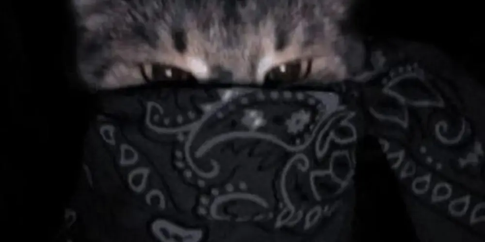 Imagem do grupo de WhatsApp NOVOS CONTATOS