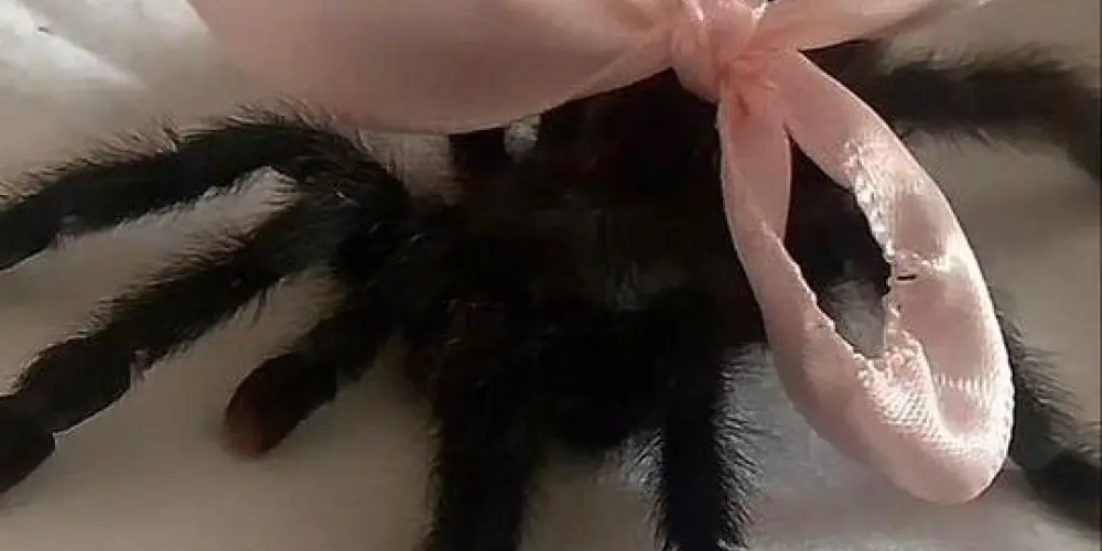 Imagem do grupo de WhatsApp Número nacional Amizades