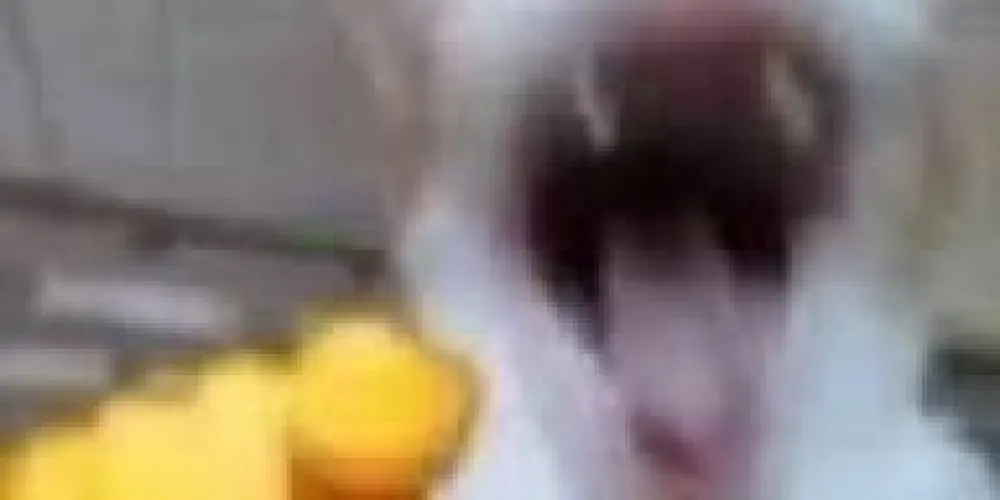 Imagem do grupo de WhatsApp Nurguetes 😺