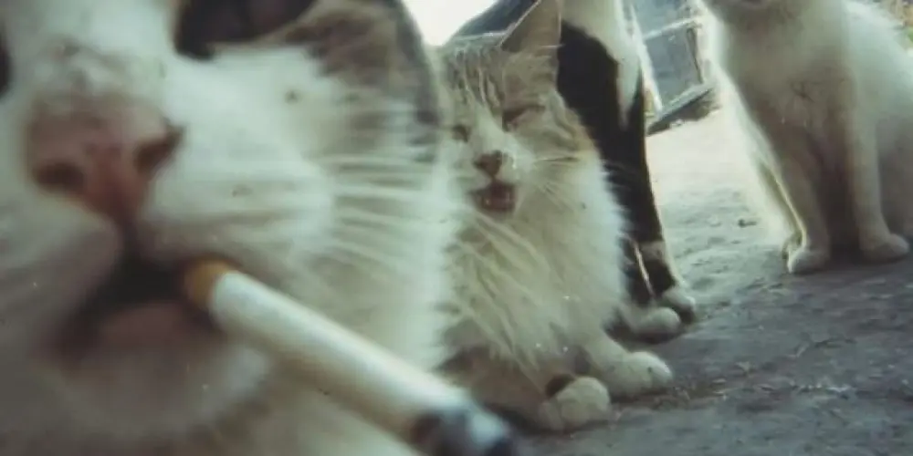 Imagem do grupo de WhatsApp ꧁༺ ₦Ї₦ℑ₳ ƤℜɆĐ₳₮Øℜ ༻꧂