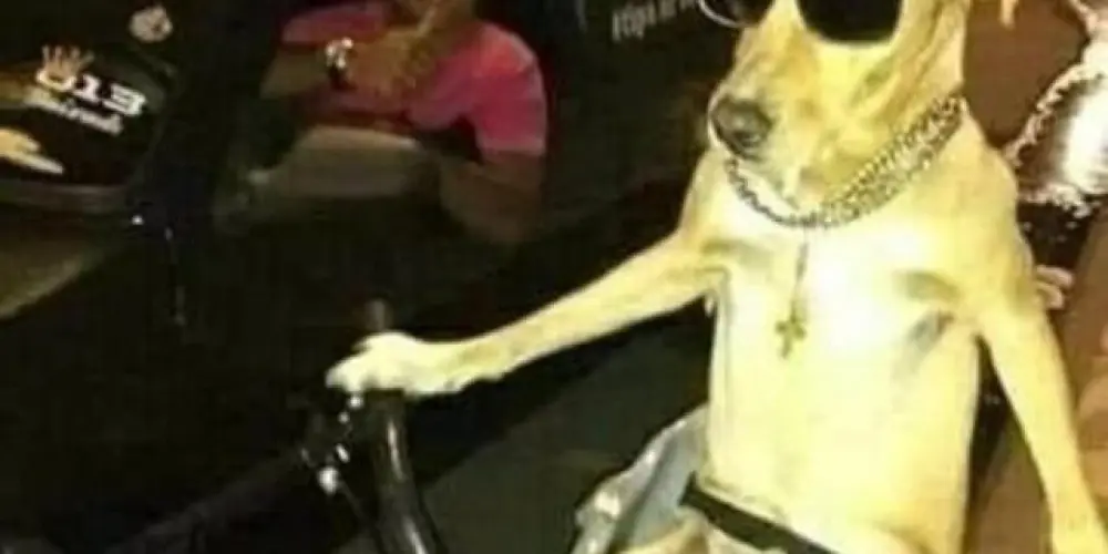 Imagem do grupo de WhatsApp 𐌌𐌀𐌍𐌉𐌂Ô𐌌𐌉Ꝋ 🫥