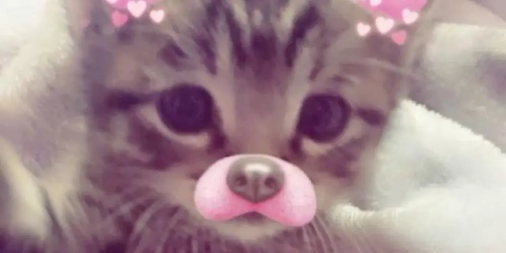 Imagem do grupo de WhatsApp 𝑆ó 𝑂𝑠 𝐿𝑜𝑢𝑐𝑜𝑠 𝑆𝑎𝑏𝑒𝑚