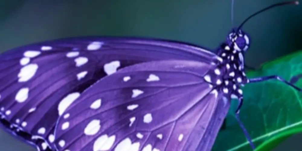 Imagem do grupo de WhatsApp O a mais braba amizade