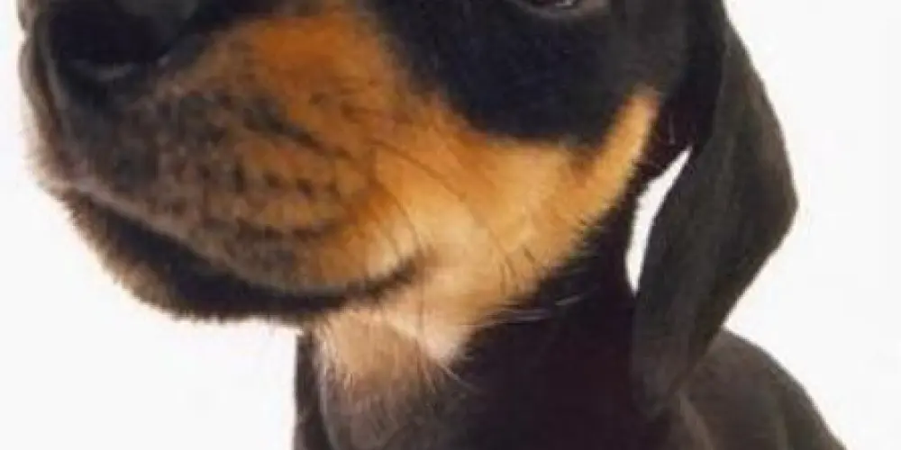 Imagem do grupo de WhatsApp O conselho 2.0