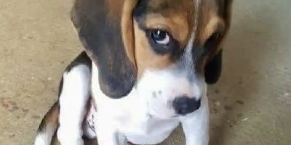 Imagem do grupo de WhatsApp O CONSELHO