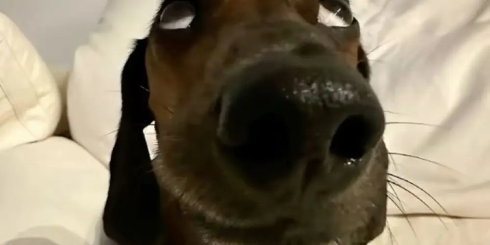 Imagem do grupo de WhatsApp O CONSELHO