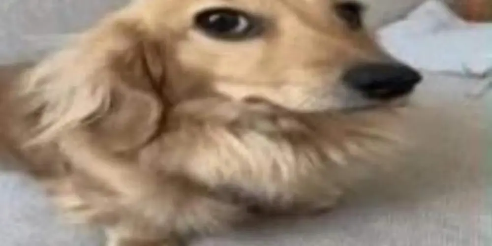 Imagem do grupo de WhatsApp O conselho