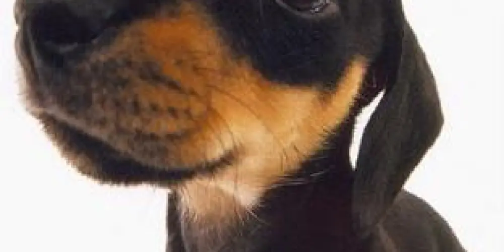 Imagem do grupo de WhatsApp O conselho