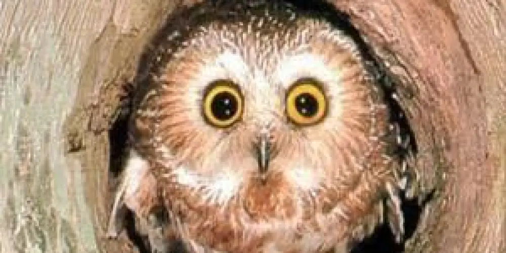 Imagem do grupo de WhatsApp O corujão