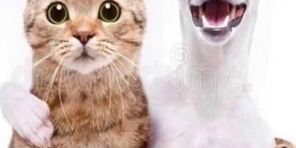 Imagem do grupo de WhatsApp O grp de um so