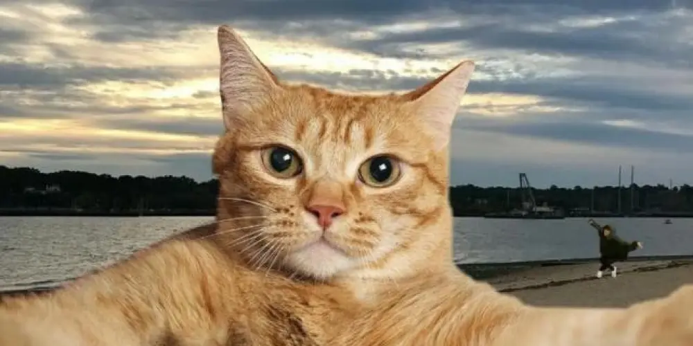 Imagem do grupo de WhatsApp O grupo.