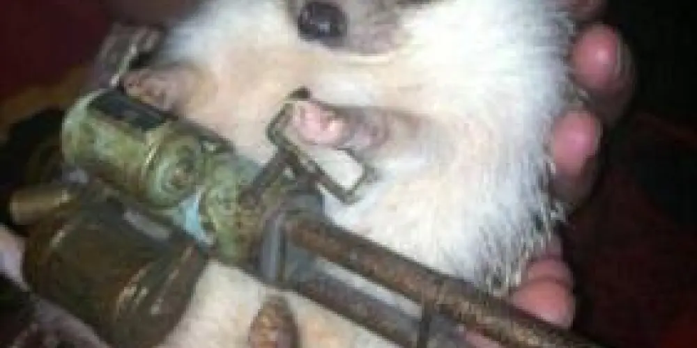 Imagem do grupo de WhatsApp Ƹ̵̡Ӝ̵̨̄Ʒ*:..*:..｡o○ ιмρє́яισ ∂σ ѕнιтρσѕт 2.0○o｡..:*..:*Ƹ̵̡Ӝ̵̨̄Ʒ