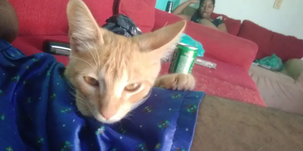 Imagem do grupo de WhatsApp O MELHOR GRUPO QUE JA EXISTIU