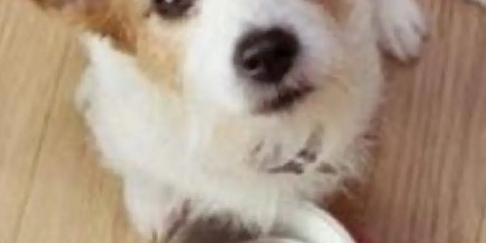 Imagem do grupo de WhatsApp O Melhor Para Seu Pet