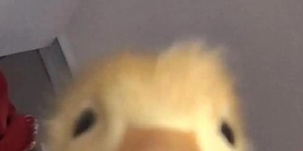 Imagem do grupo de WhatsApp O MUNDO É NOSSO