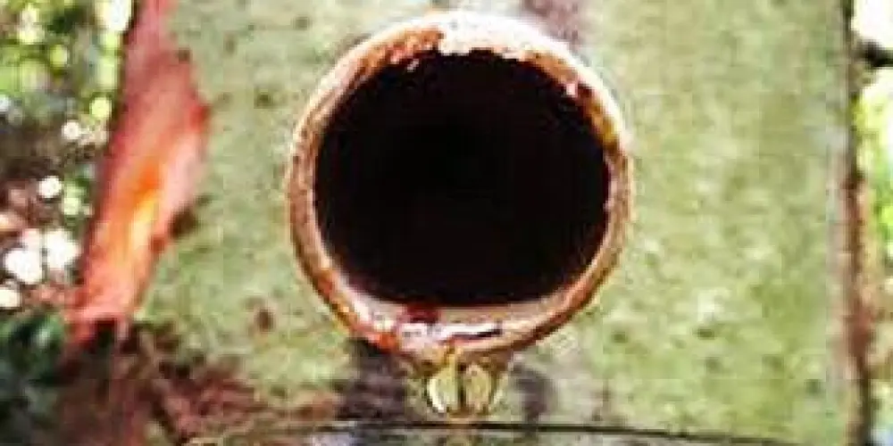 Imagem do grupo de WhatsApp Ó𝗹𝗲𝗼𝘀 𝗠𝗲𝗱𝗶𝗰𝗶𝗻𝗮𝗶𝘀 𝗱𝗮 𝗔𝗺𝗮𝘇ô𝗻𝗶𝗮 𝗡𝗼𝘃𝗼 𝗣𝗮𝗿𝗮í𝘀𝗼 3