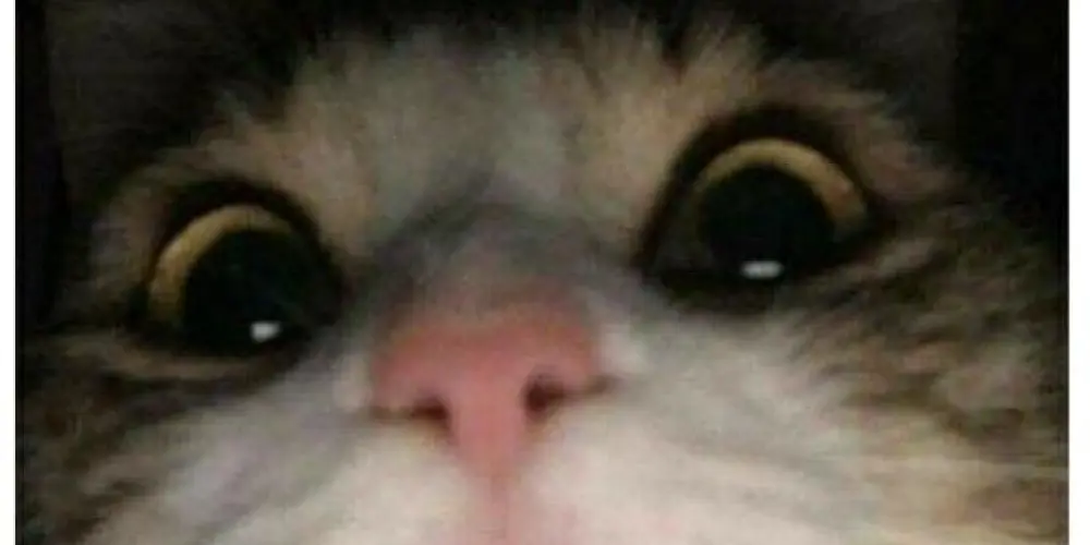 Imagem do grupo de WhatsApp 😹👻 §ő řì§äđå§ 👻😹