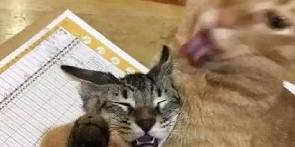 Imagem do grupo de WhatsApp Odiamos piadistas