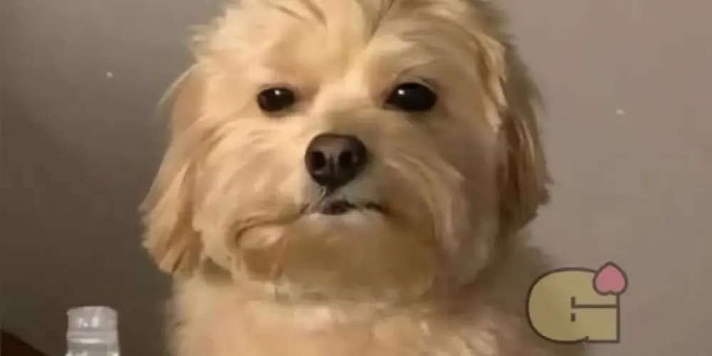 Imagem do grupo de WhatsApp Ohana Mundial