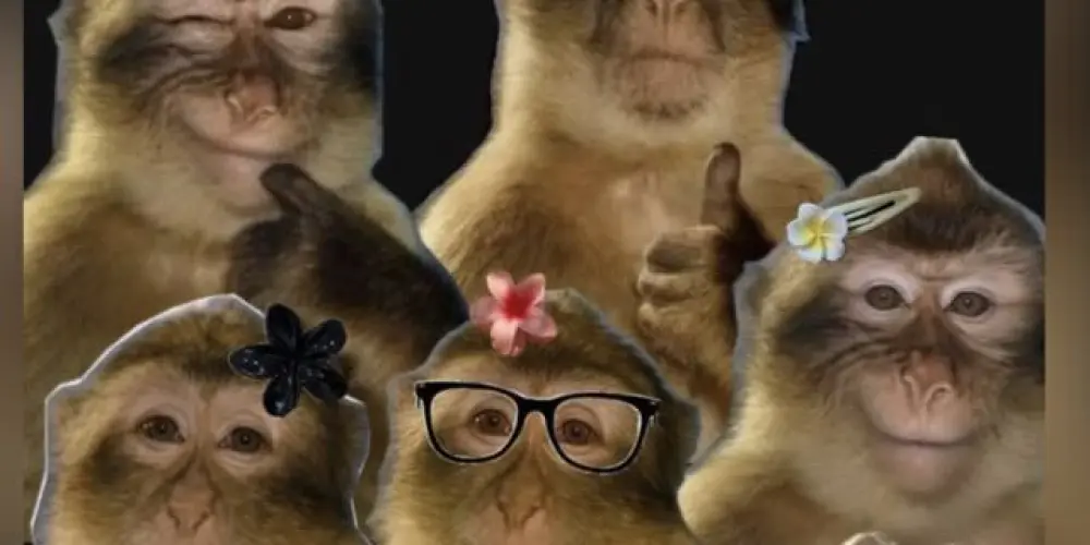 Imagem do grupo de WhatsApp Olá macaquitos 🐒
