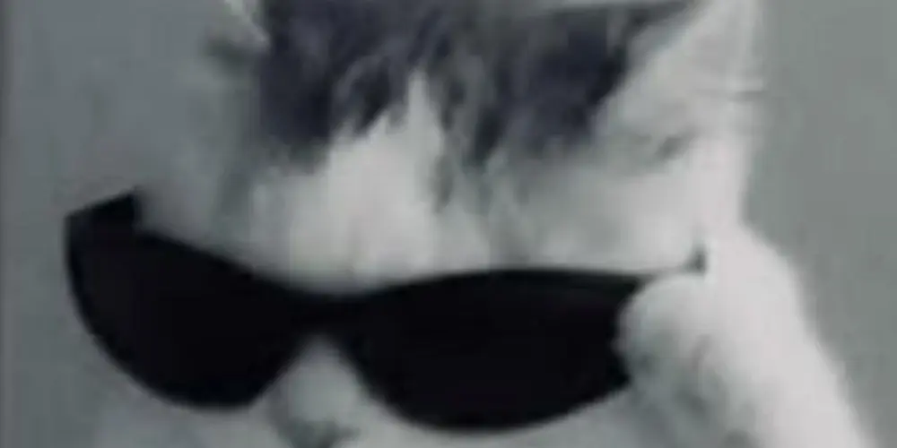 Imagem do grupo de WhatsApp 🌀🍃oleosos do diddy🍃🌀