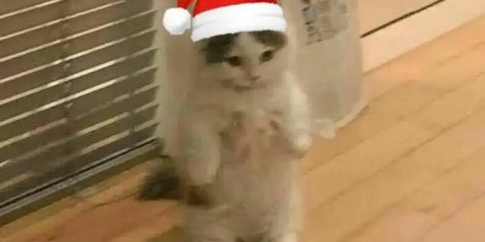 Imagem do grupo de WhatsApp ◥꧁ད ॐ𝐂𝐥𝐨𝐬𝐞 𝐟𝐫𝐢𝐧𝐝'𝐬 ॐ ཌ꧂◤