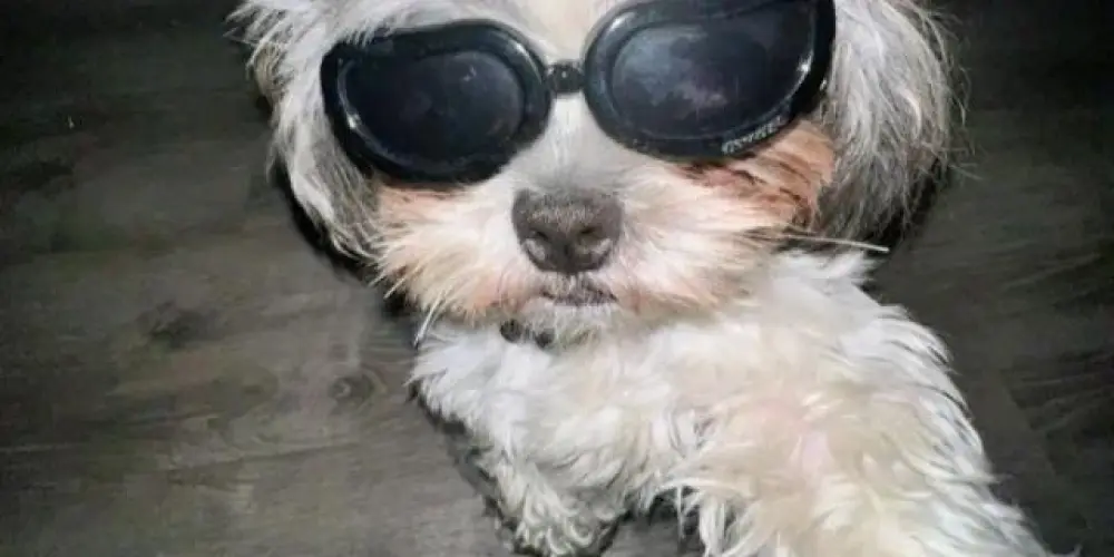 Imagem do grupo de WhatsApp O.N.G🏥